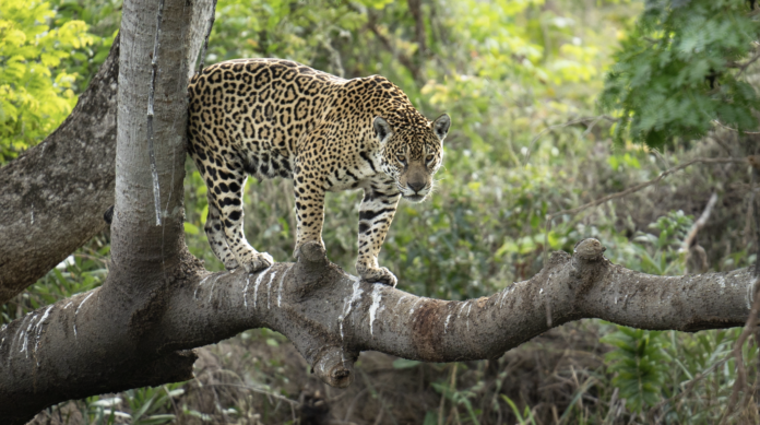 Photo: Flickr / Kandukuru Nagarjun